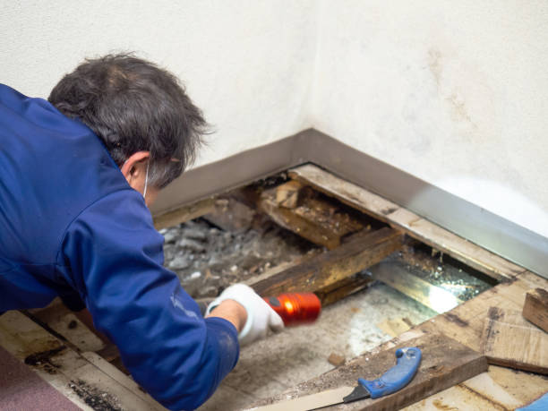 Mold Removal Process in Lafayette, GA