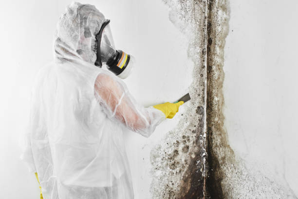 Best Local Mold Removal Service  in Lafayette, GA