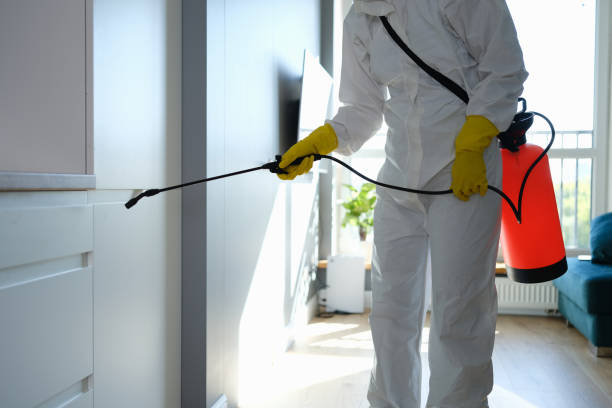 Best Same-Day Mold Removal  in Lafayette, GA