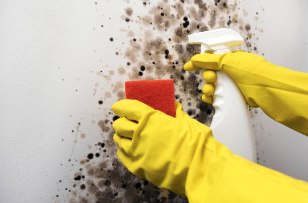 Best Mold Removal Near Me  in Lafayette, GA