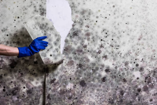 Best Mold Remediation Experts  in Lafayette, GA