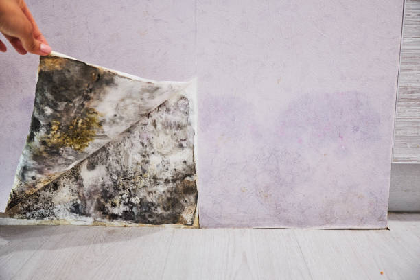 Lafayette, GA Mold Removal Company